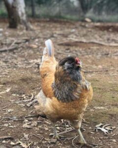 Flock Rotation: Promoting Egg Production Year Round Image